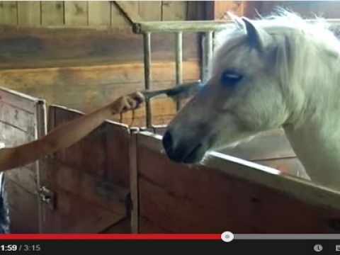 Sissi - Mein kleines Pony