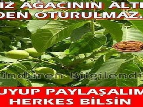 Ceviz Ağacının Dibine Oturmayın