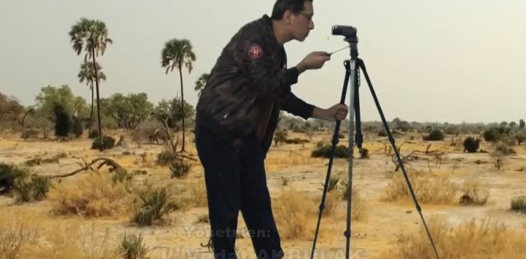 Afrika Ormanlarındaki Yaşam; Geyik ve Maymunlar
