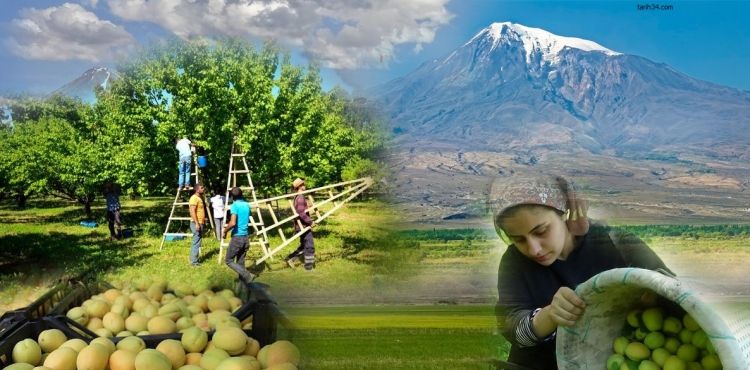 Kaysı