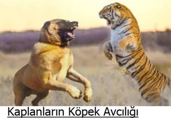 Kpekler Gerekten Evcilletirildi mi?